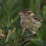 Avatar de Tomás Lara